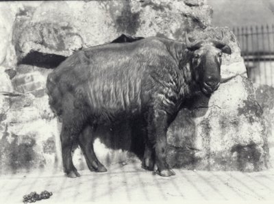 ロンドン動物園で牛のシャモアまたはヌーヤギとしても知られるタキン 作： Frederick William Bond